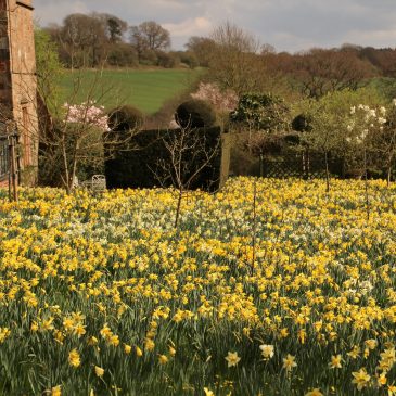 Daffodils