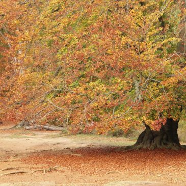 Autumn Equinox